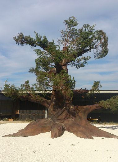  Bonsai puu